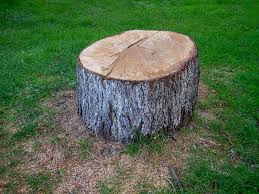 How Our Tree Care Process Works  in  Locust Fork, AL