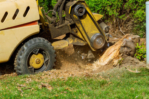 Best Lawn Maintenance Plans  in Locust Fork, AL