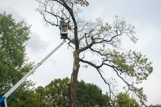 Best Tree Preservation Services  in Locust Fork, AL