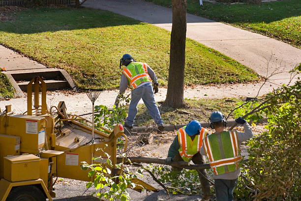 Lawn Drainage Solutions in Locust Fork, AL