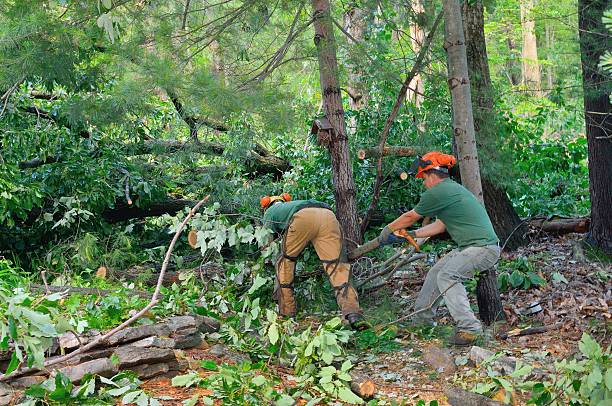 Best Tree Maintenance Programs  in Locust Fork, AL